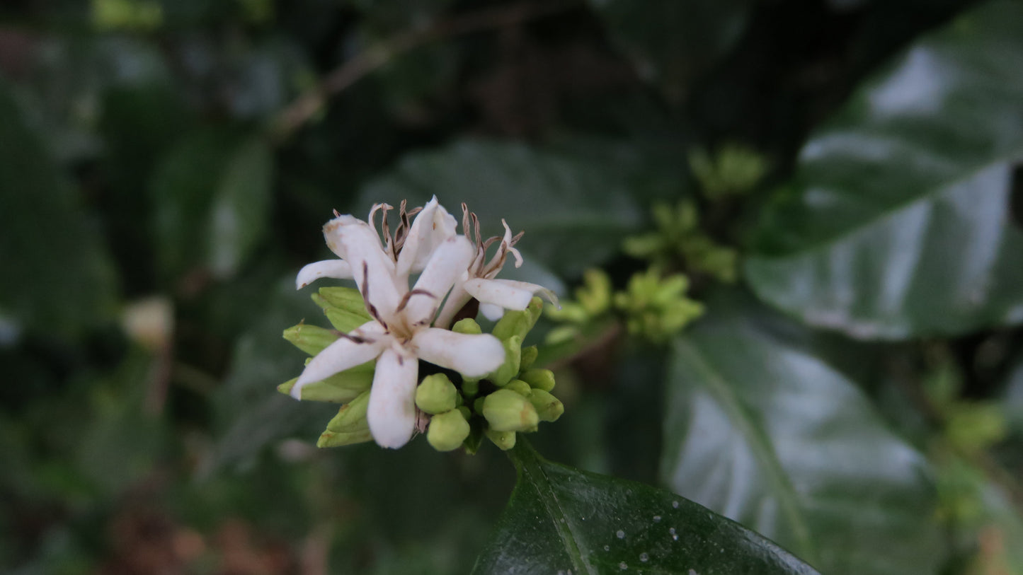 HONDURAS | FINCA LA TINA SUPERNATURAL | LIGHT ROAST