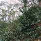 HONDURAS | FINCA LA TINA SUPERNATURAL | LIGHT ROAST