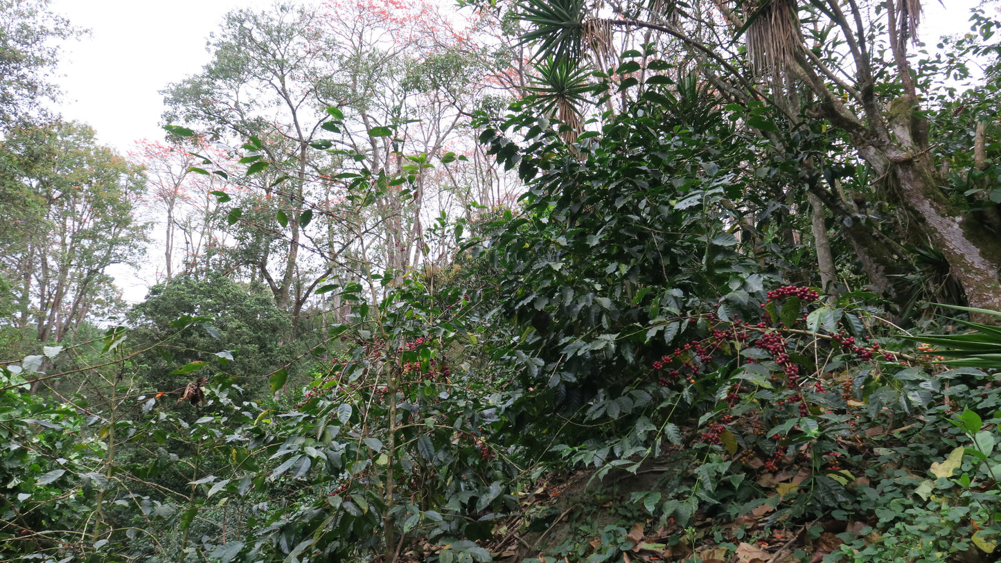 HONDURAS | FINCA LA TINA SUPERNATURAL | LIGHT ROAST