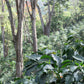 HONDURAS | FINCA LA TINA SUPERNATURAL | LIGHT ROAST