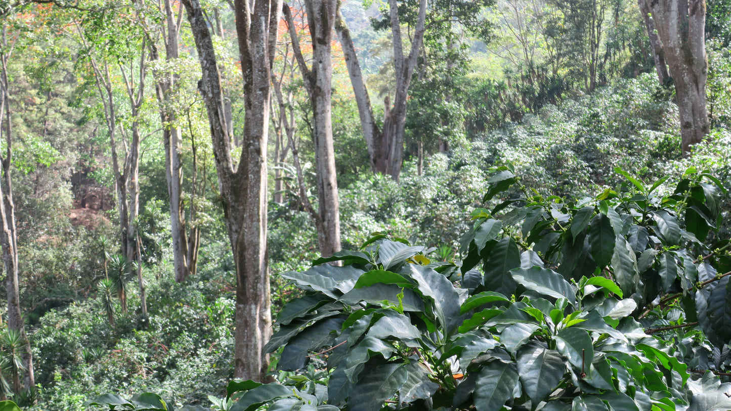 HONDURAS | FINCA LA TINA SUPERNATURAL | LIGHT ROAST