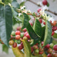 BURUNDI | KIBINGO ORO DRY NATURAL | LIGHT ROAST