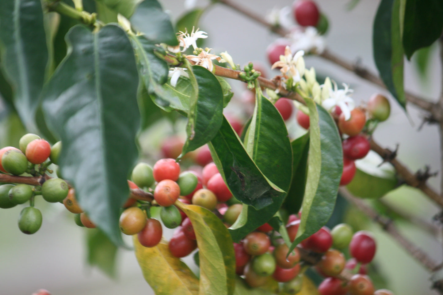 BURUNDI | KIBINGO ORO DRY NATURAL | LIGHT ROAST
