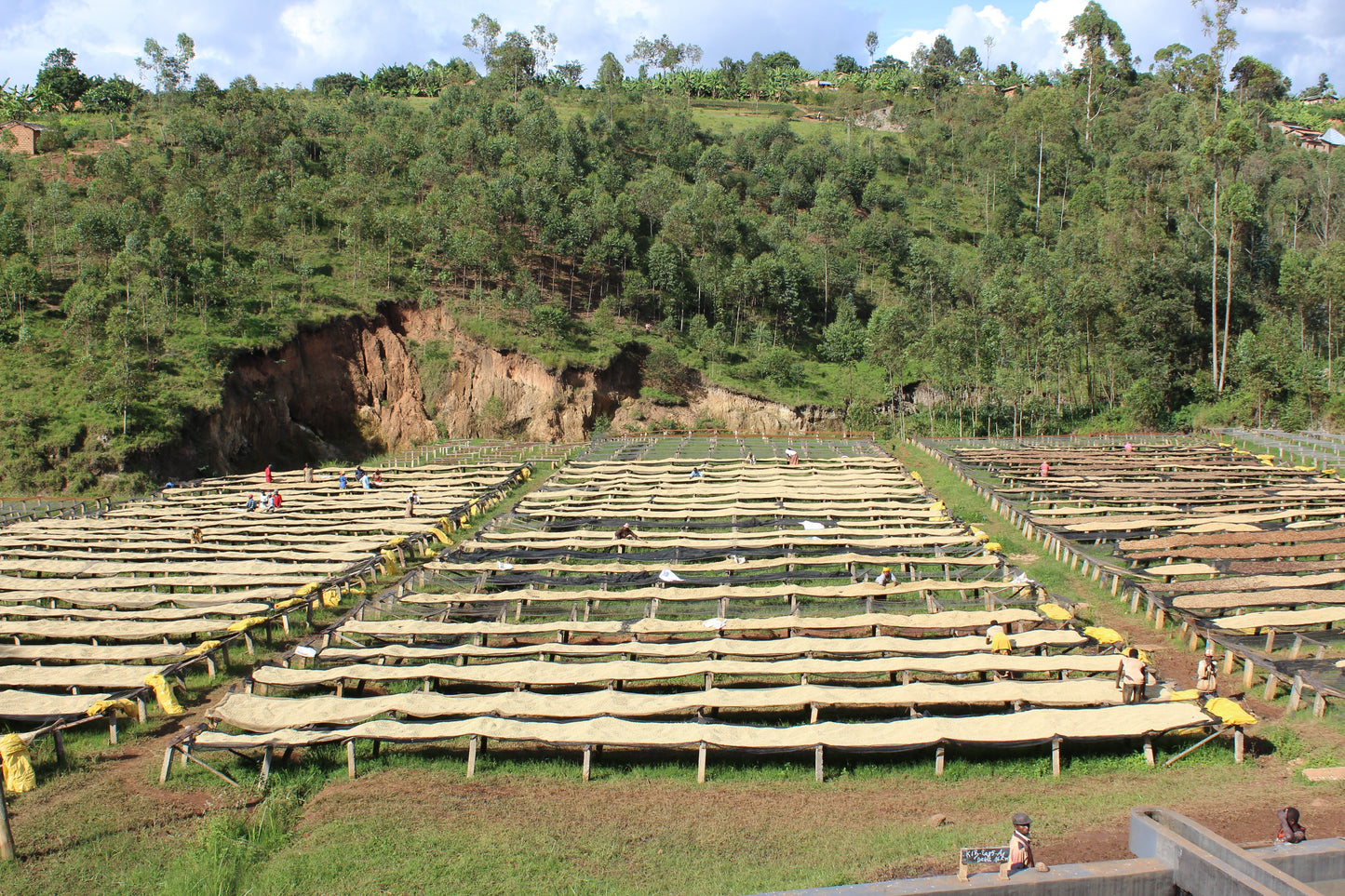 BURUNDI | KIBINGO ORO DRY NATURAL | LIGHT ROAST