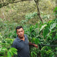 MEXICO | EL GIRASOL WASHED | MEDIUM ROAST