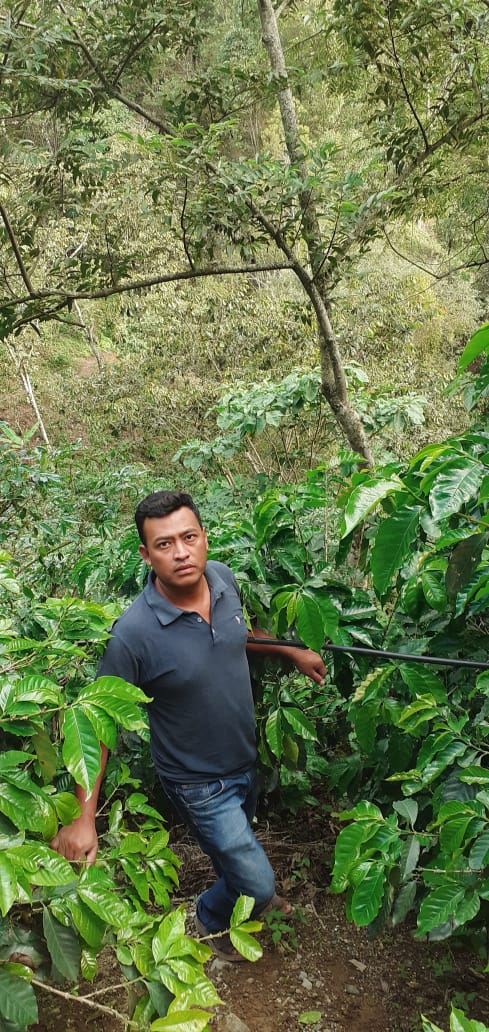 MEXICO | EL GIRASOL WASHED | MEDIUM ROAST