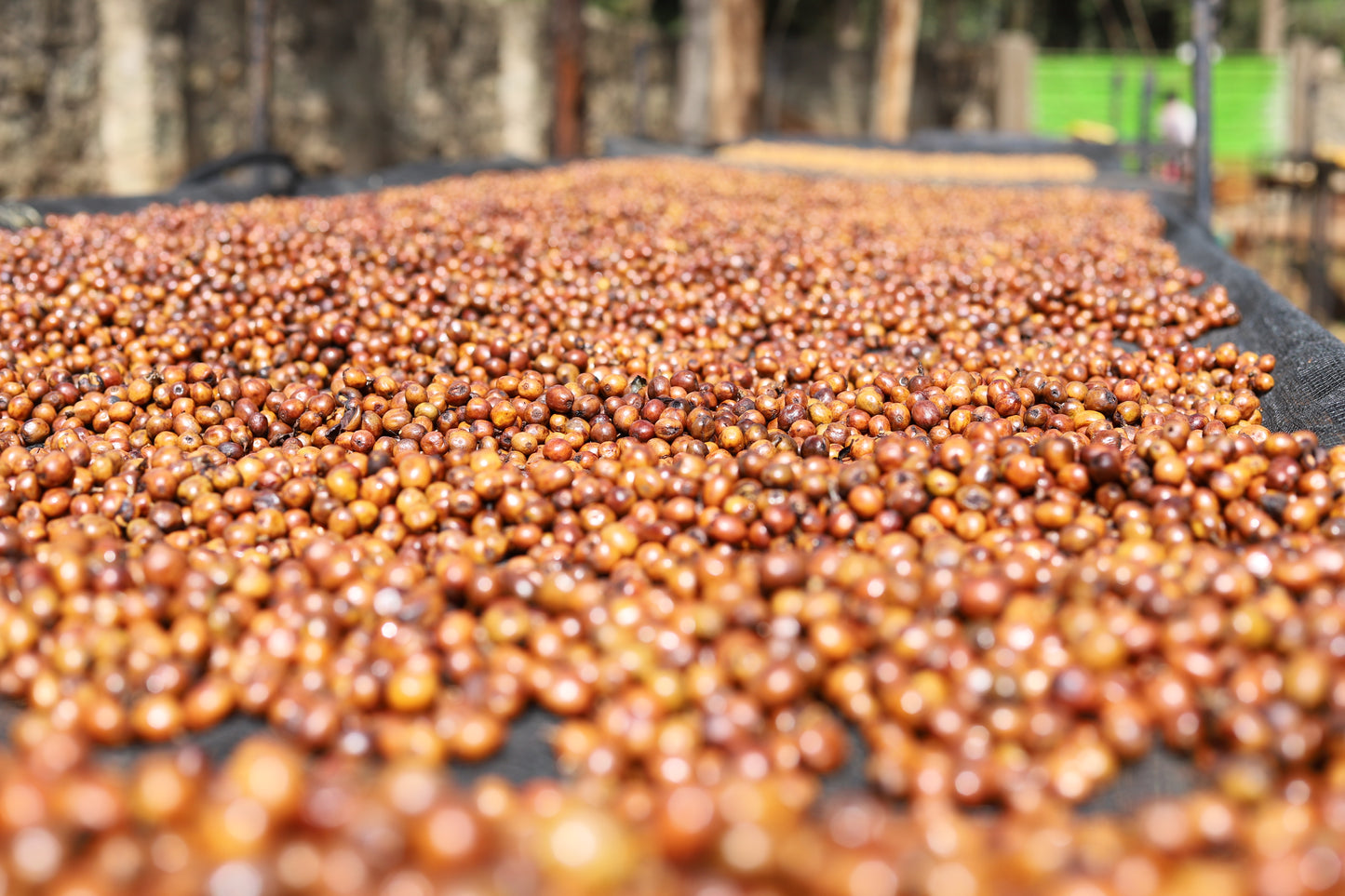 KENYA | GITITU WASHED | MEDIUM ROAST