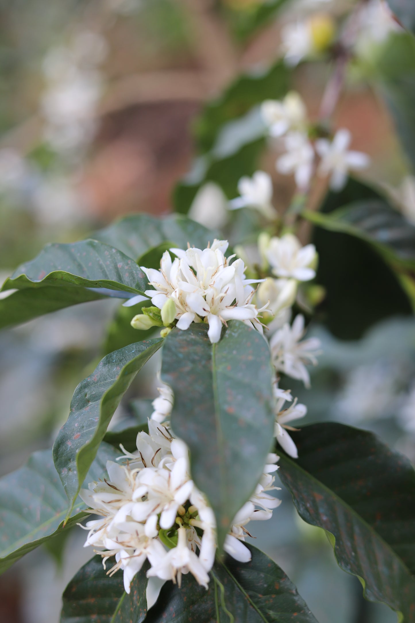 KENYA | GITITU WASHED | MEDIUM ROAST