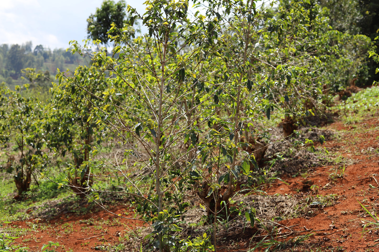KENYA | GITITU WASHED | MEDIUM ROAST
