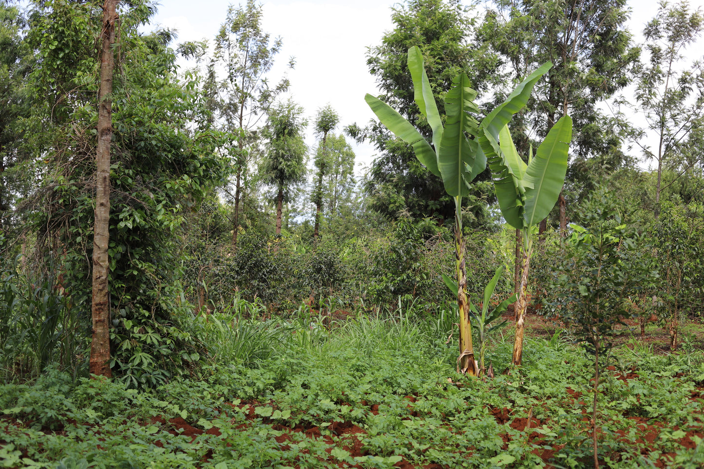 KENYA | GITITU WASHED | MEDIUM ROAST