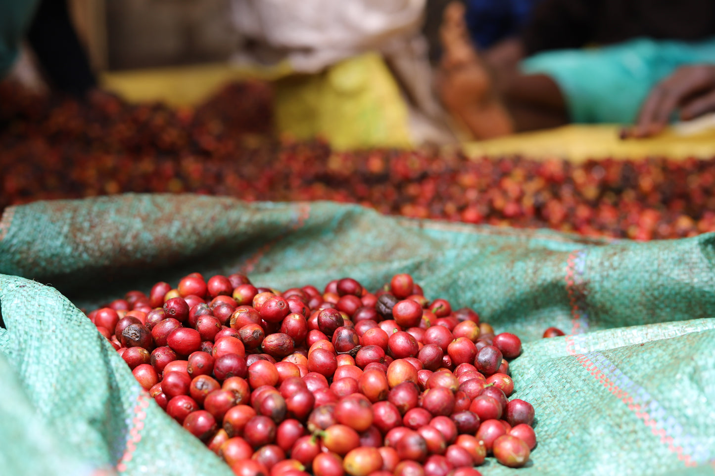 KENYA | MAGUTA CM NATURAL | LIGHT ROAST