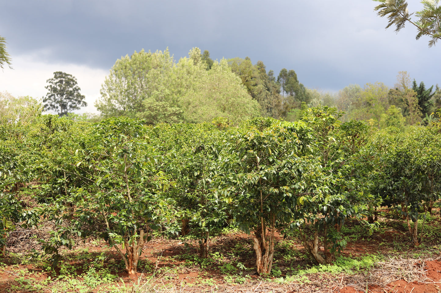 KENYA | MAGUTA CM NATURAL | LIGHT ROAST