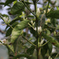 KENYA | MAGUTA CM NATURAL | LIGHT ROAST