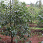 KENYA | MAGUTA CM NATURAL | LIGHT ROAST