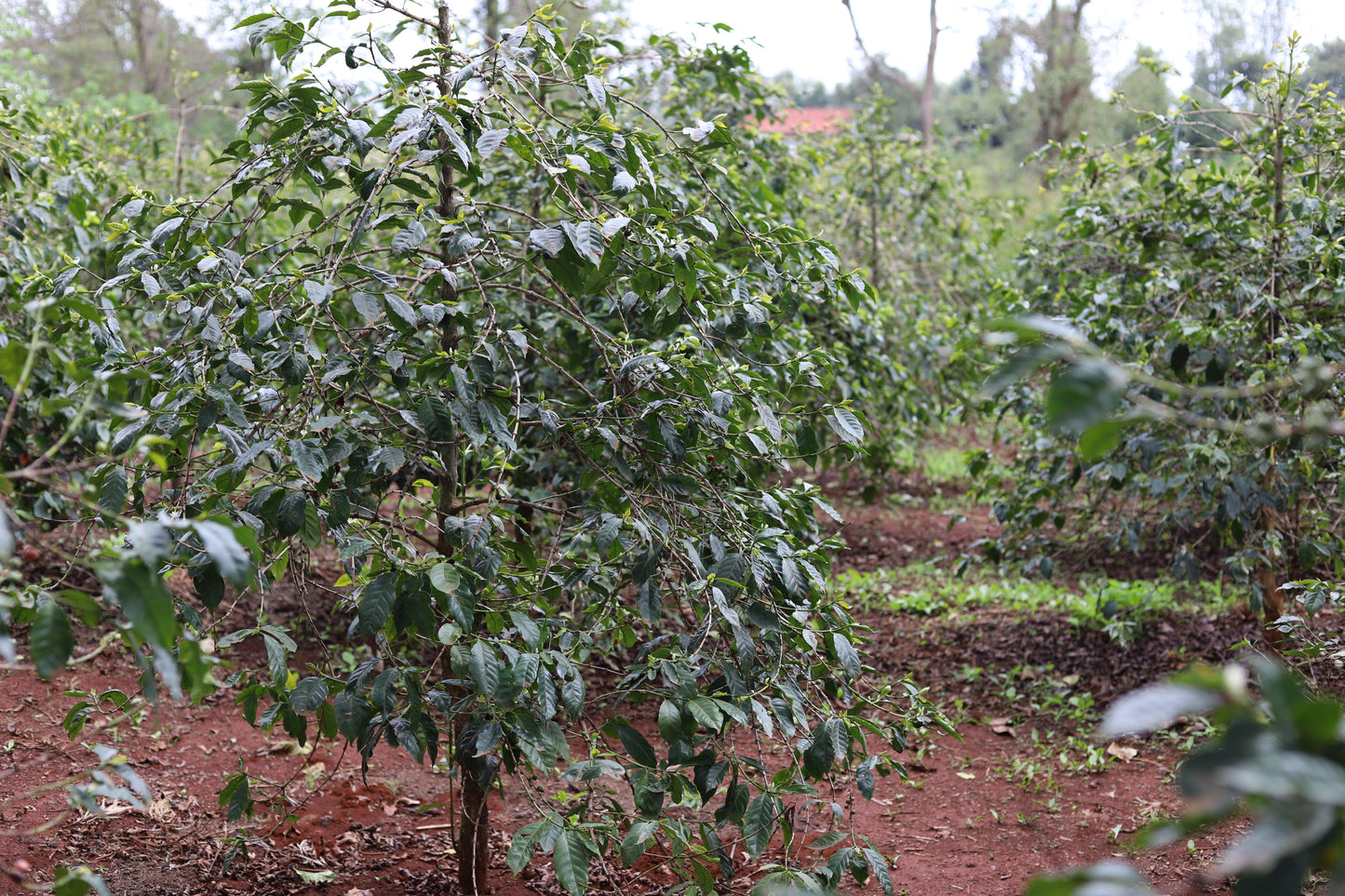 KENYA | MAGUTA CM NATURAL | LIGHT ROAST