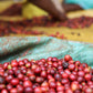 KENYA | MAGUTA CM NATURAL | LIGHT ROAST