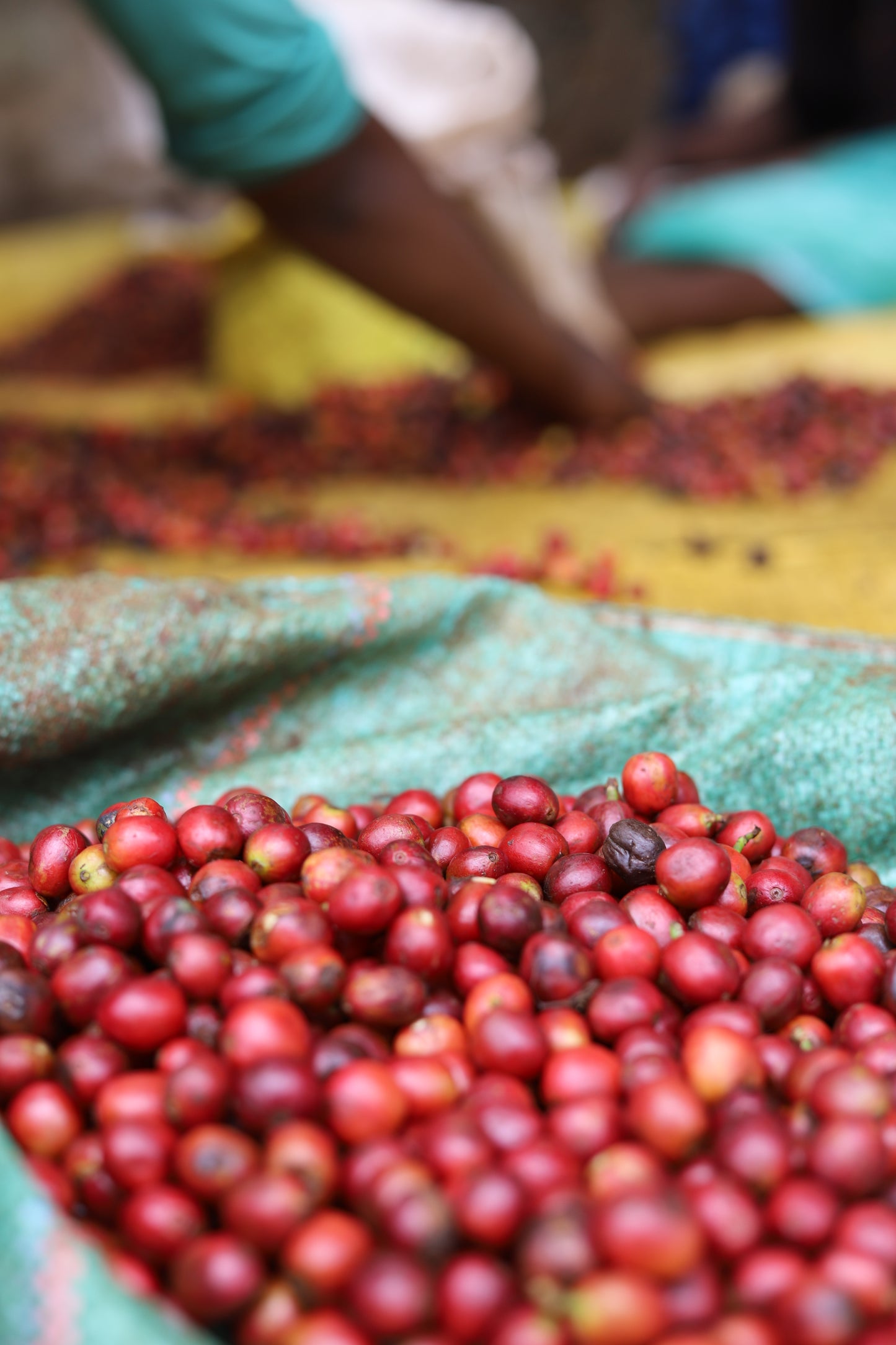 KENYA | MAGUTA CM NATURAL | LIGHT ROAST