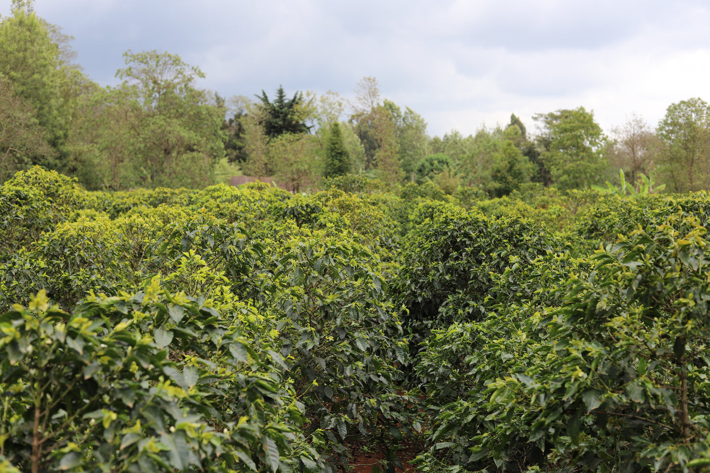 KENYA | MAGUTA CM NATURAL | LIGHT ROAST