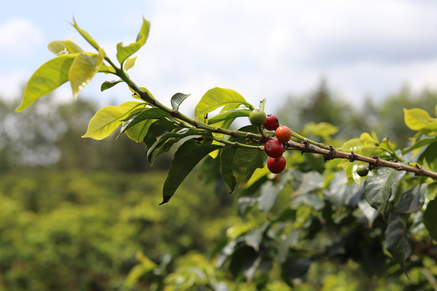 KENYA | MAGUTA CM NATURAL | LIGHT ROAST