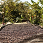 EL SALVADOR | LOS CHELAZOS NATURAL | MEDIUM ROAST