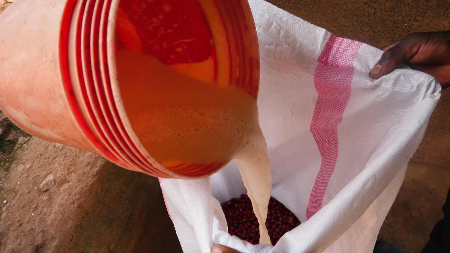 BURUNDI | KIBINGO ORO DRY NATURAL | LIGHT ROAST