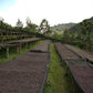RWANDA | NOVA LOT 9 NATURAL | MEDIUM ROAST