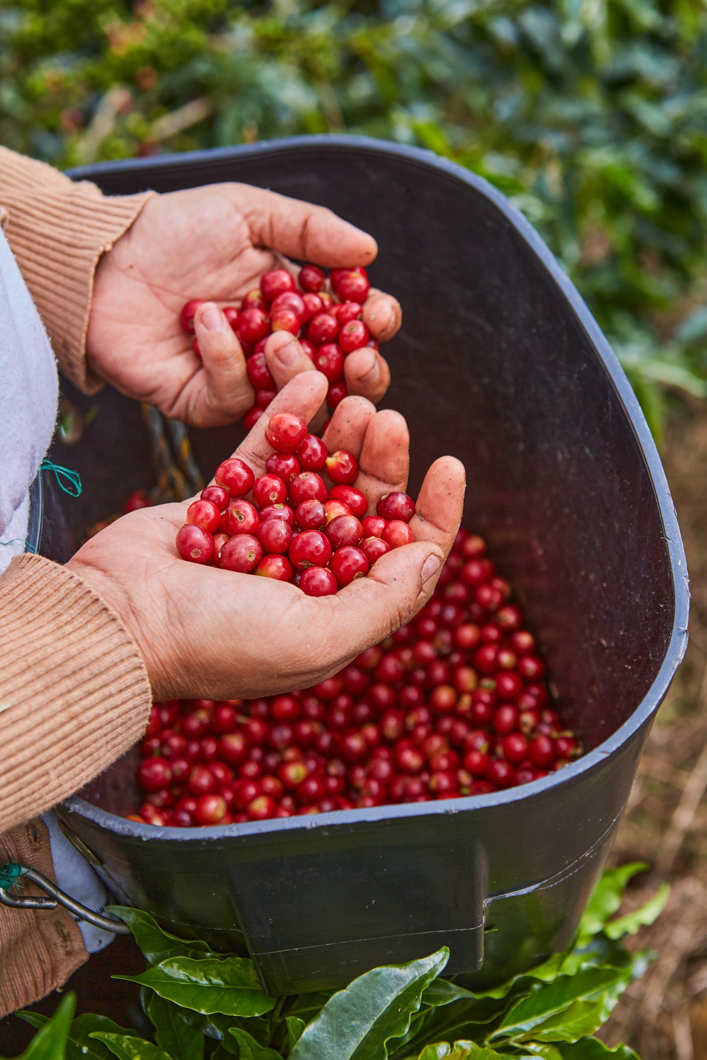 COLOMBIA | LAS MARGARITAS CGLE WASHED | LIGHT ROAST