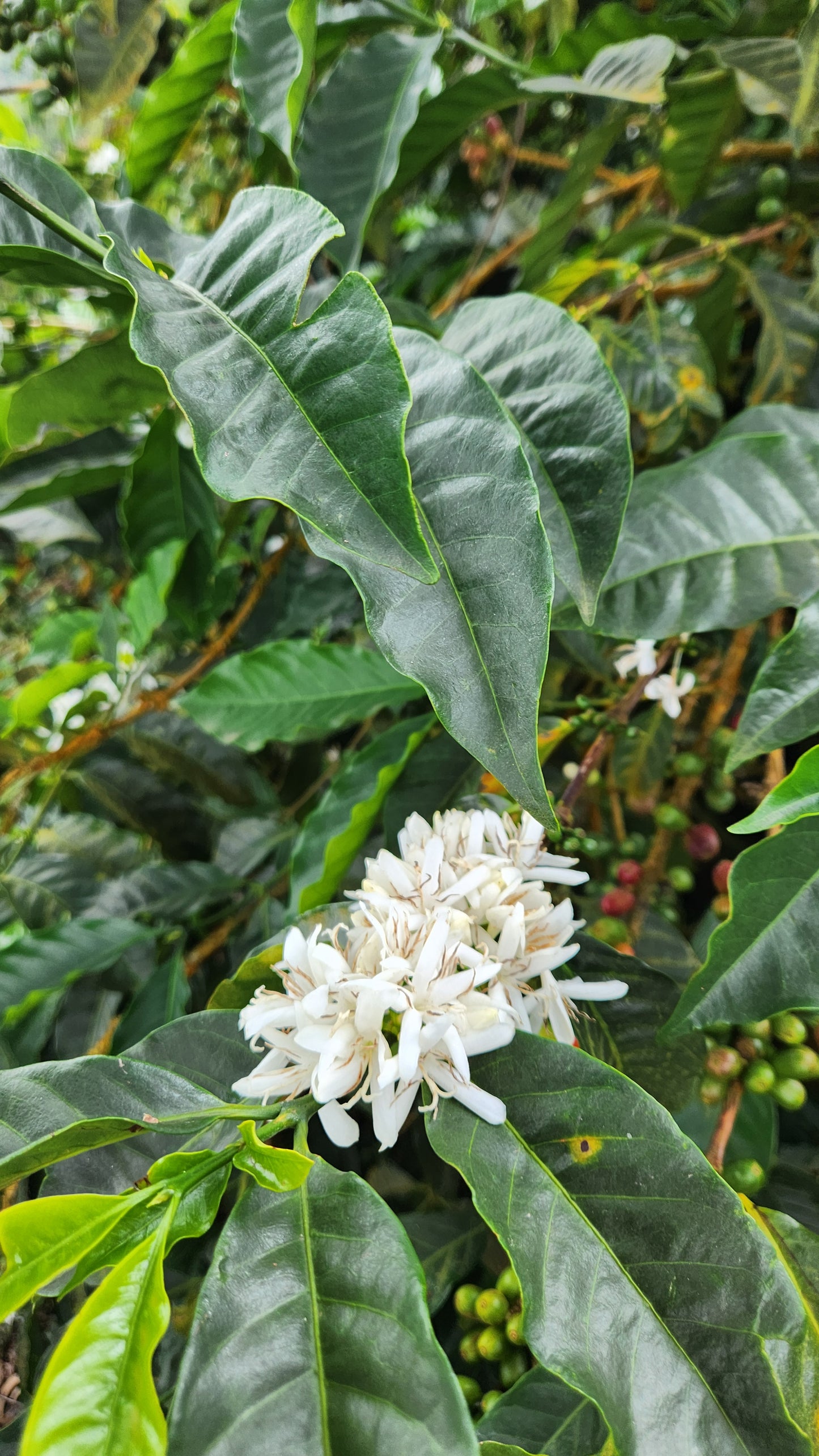 COLOMBIA | TRES DRAGONES NATURAL | LIGHT ROAST