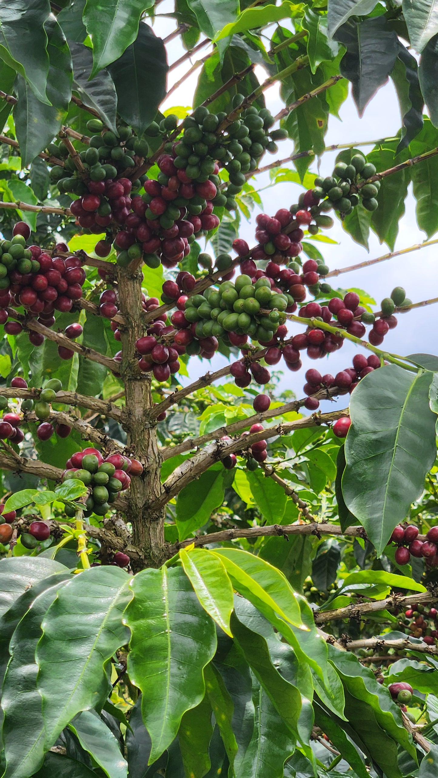 COLOMBIA | TRES DRAGONES NATURAL | LIGHT ROAST