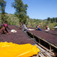 ETHIOPIA | HADESO NATURAL | MEDIUM ROAST