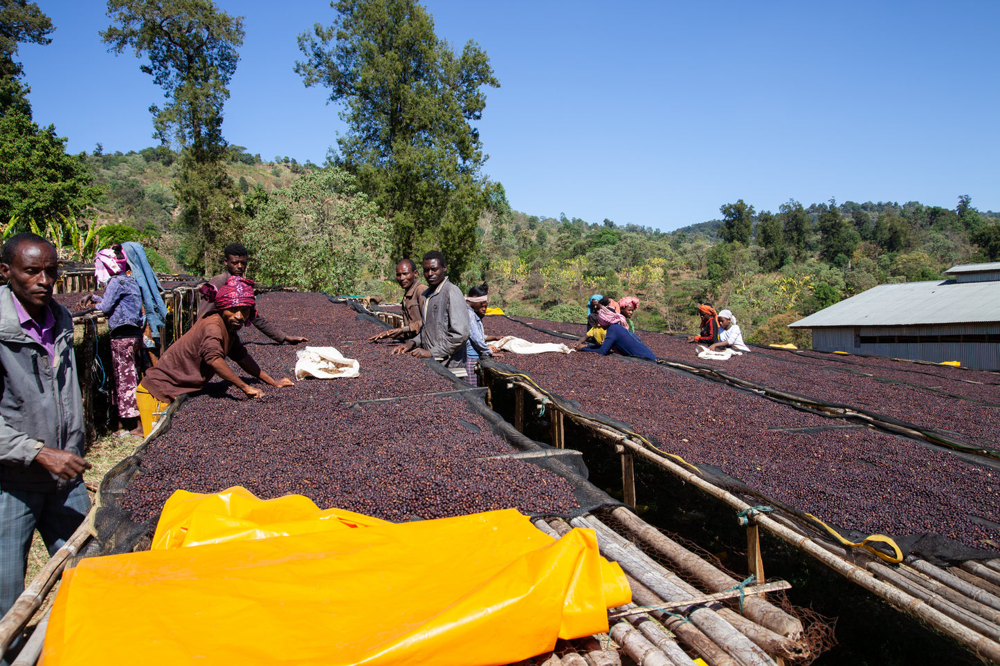 ETHIOPIA | HADESO NATURAL | MEDIUM ROAST