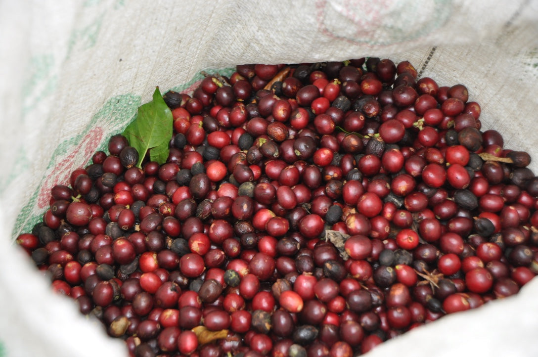 COLOMBIA | ANDINO BRUSELAS WASHED | MEDIUM ROAST